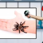 PHACEIT: PHobia and Autistic Care Environment inside an Immersive Training system